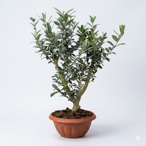 בונסאי זית קערה 20 גזע מעוצב ועלים ירוקים